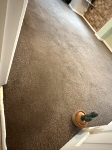 After Dog Urine clean2 (Medium)