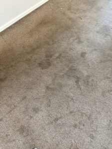 Dog Urine Before Clean (Medium)