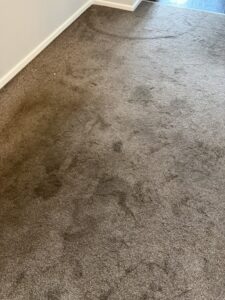 Dog Urine before clean 2 (Medium)